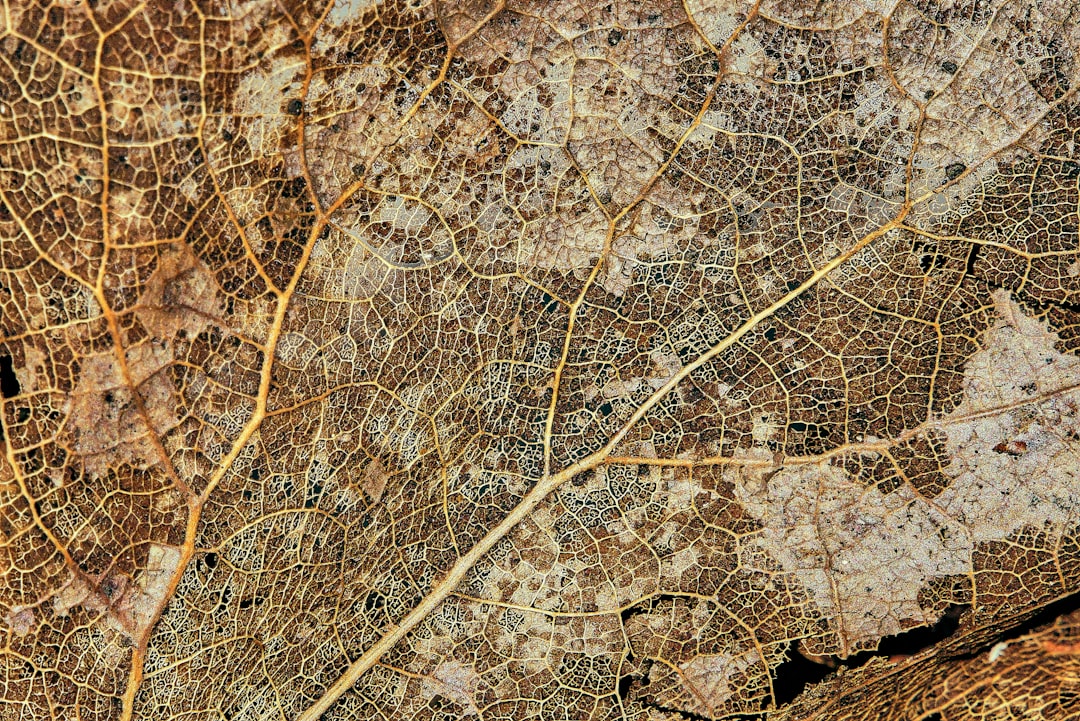 AI Ethics in Czech Republic